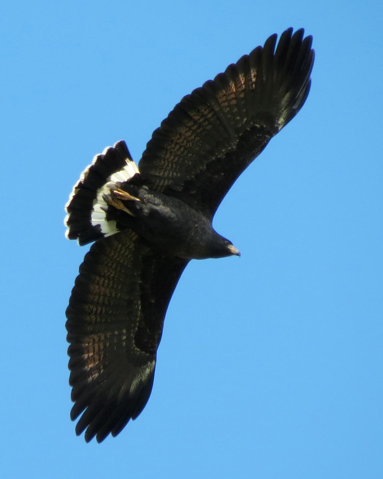 Common Black Hawk Photo by John van Dort