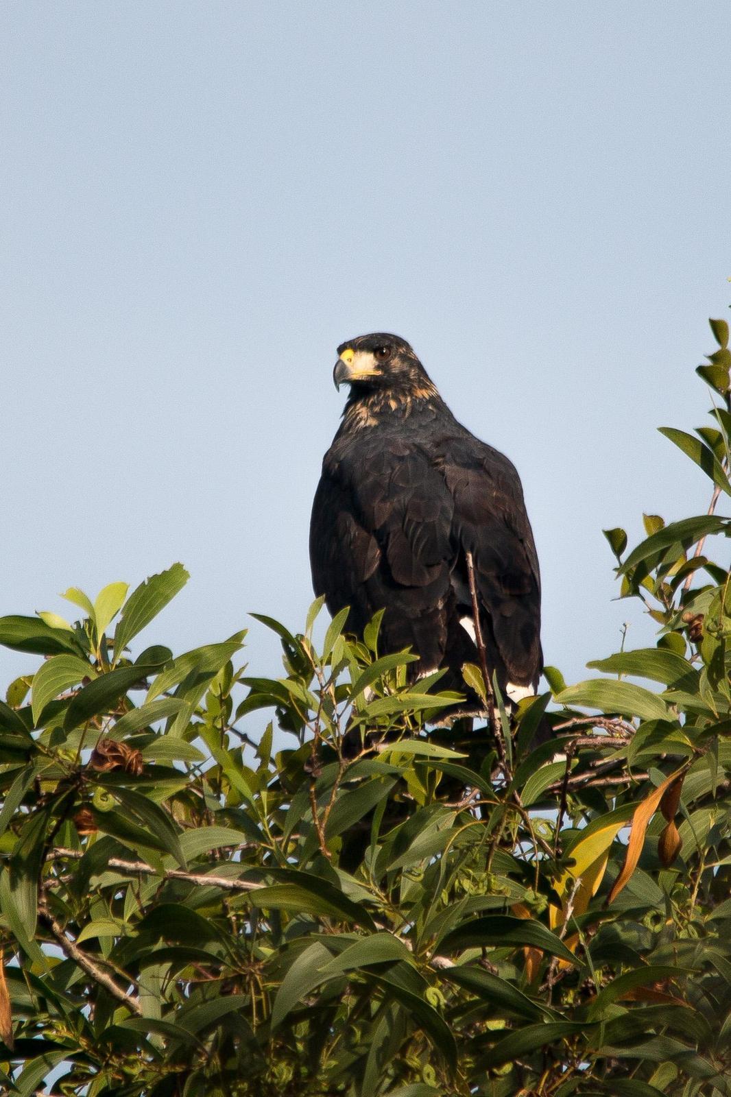 Common Black Hawk Photo by Marie-France Rivard