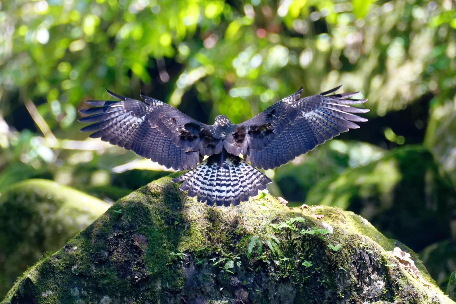 Common Black Hawk Photo by Gustavo Fernandez