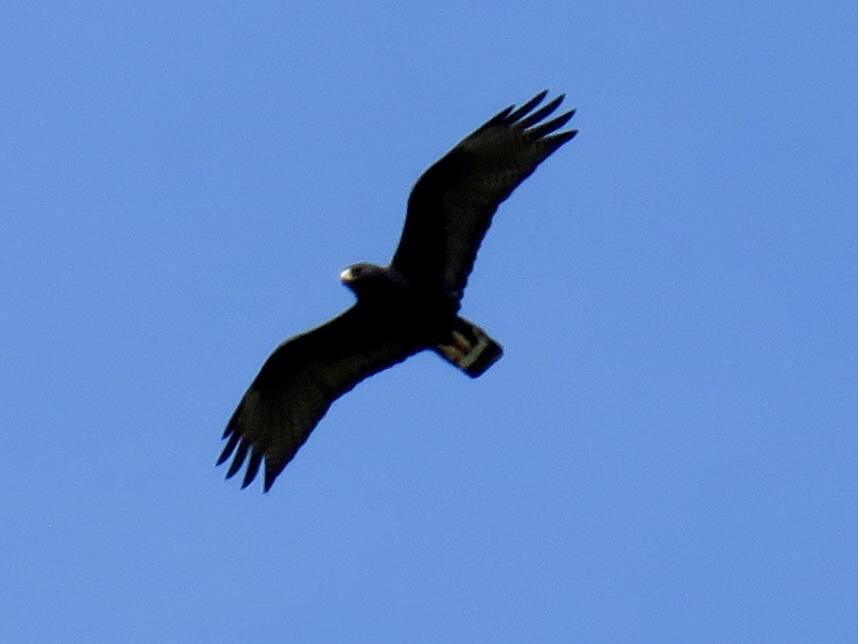 Common Black Hawk Photo by Lisa Owens