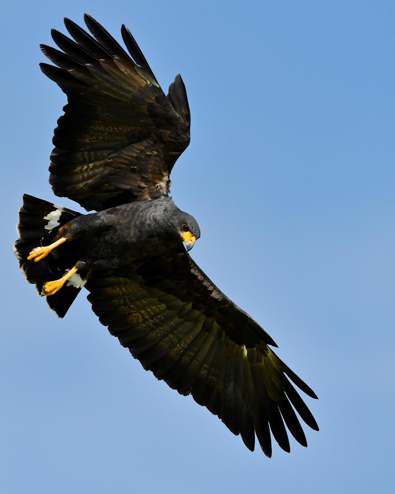 Common Black Hawk (Common) Photo by Gerald Friesen