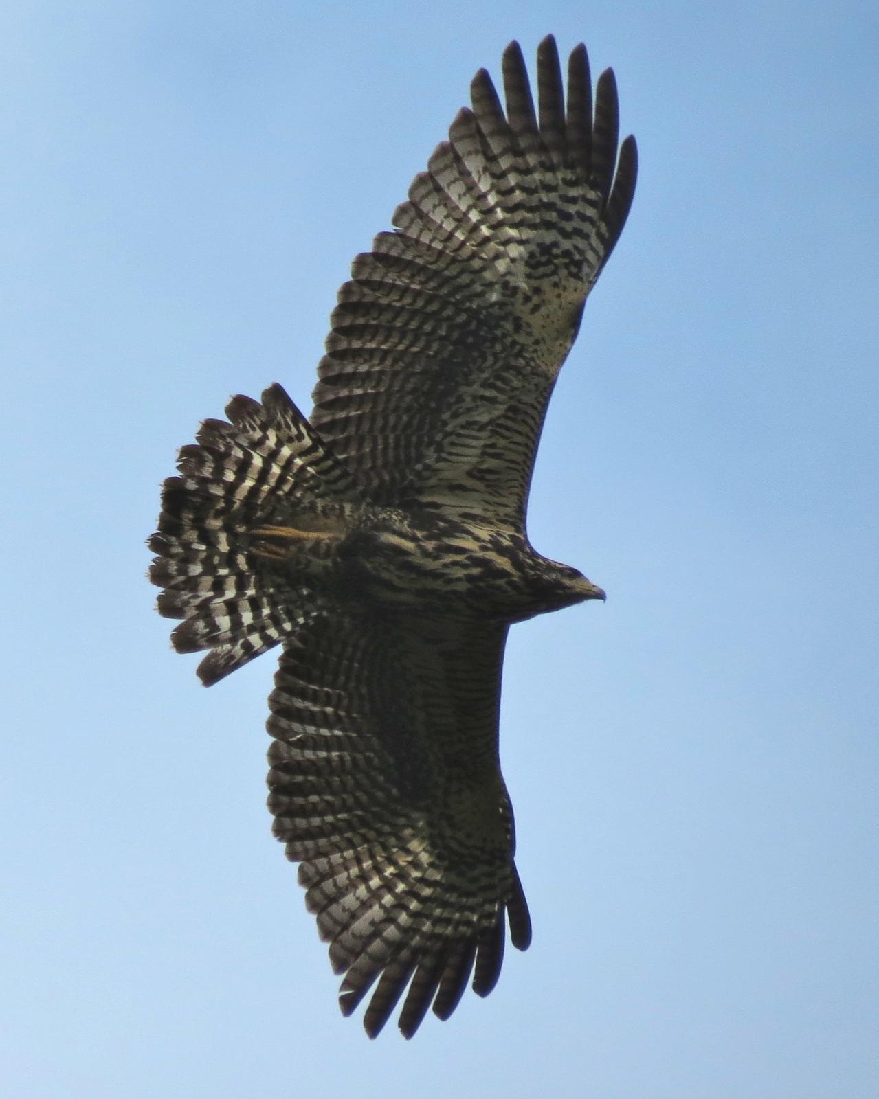 Common Black Hawk (Common) Photo by John van Dort