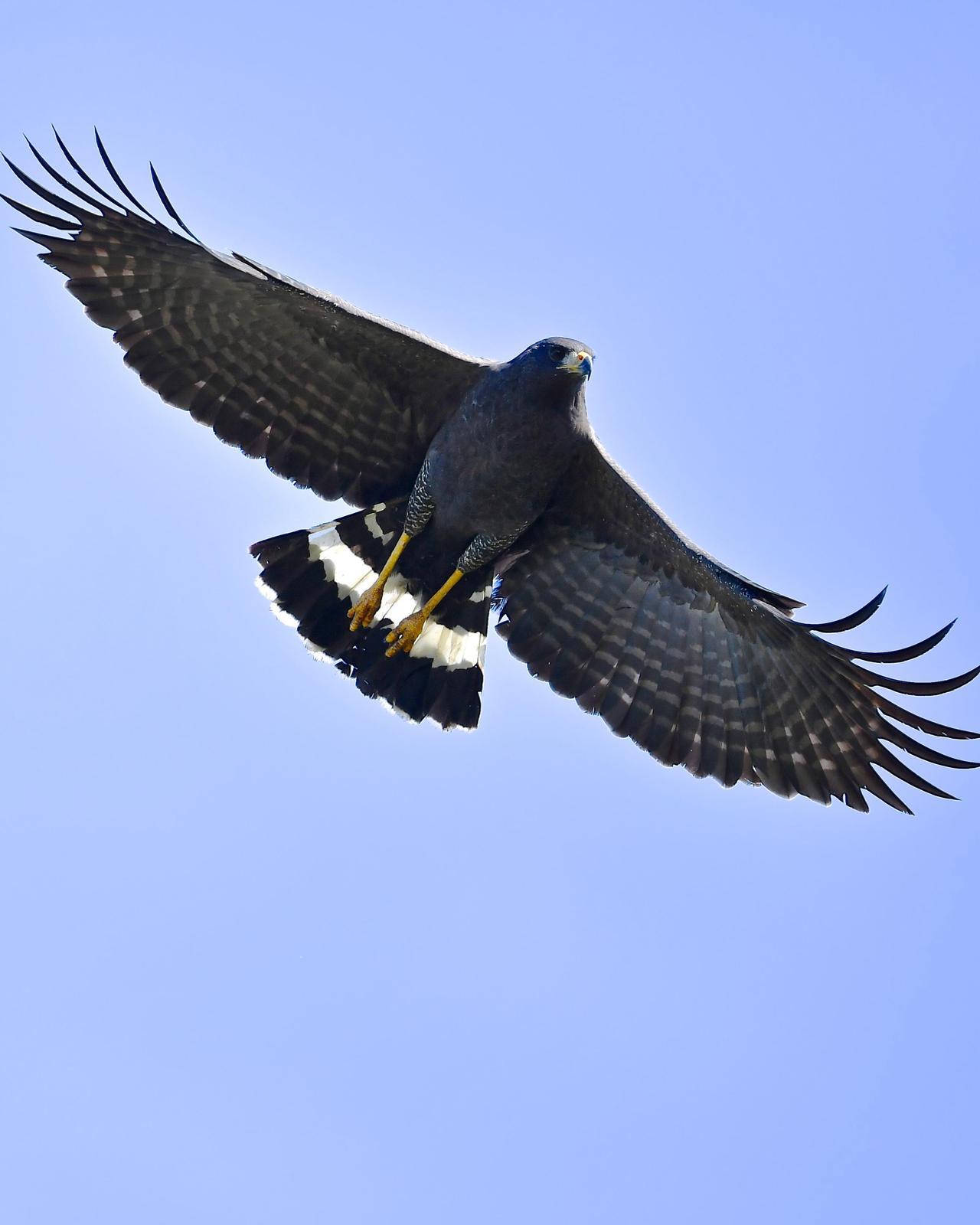 Great Black Hawk Photo by Gerald Friesen