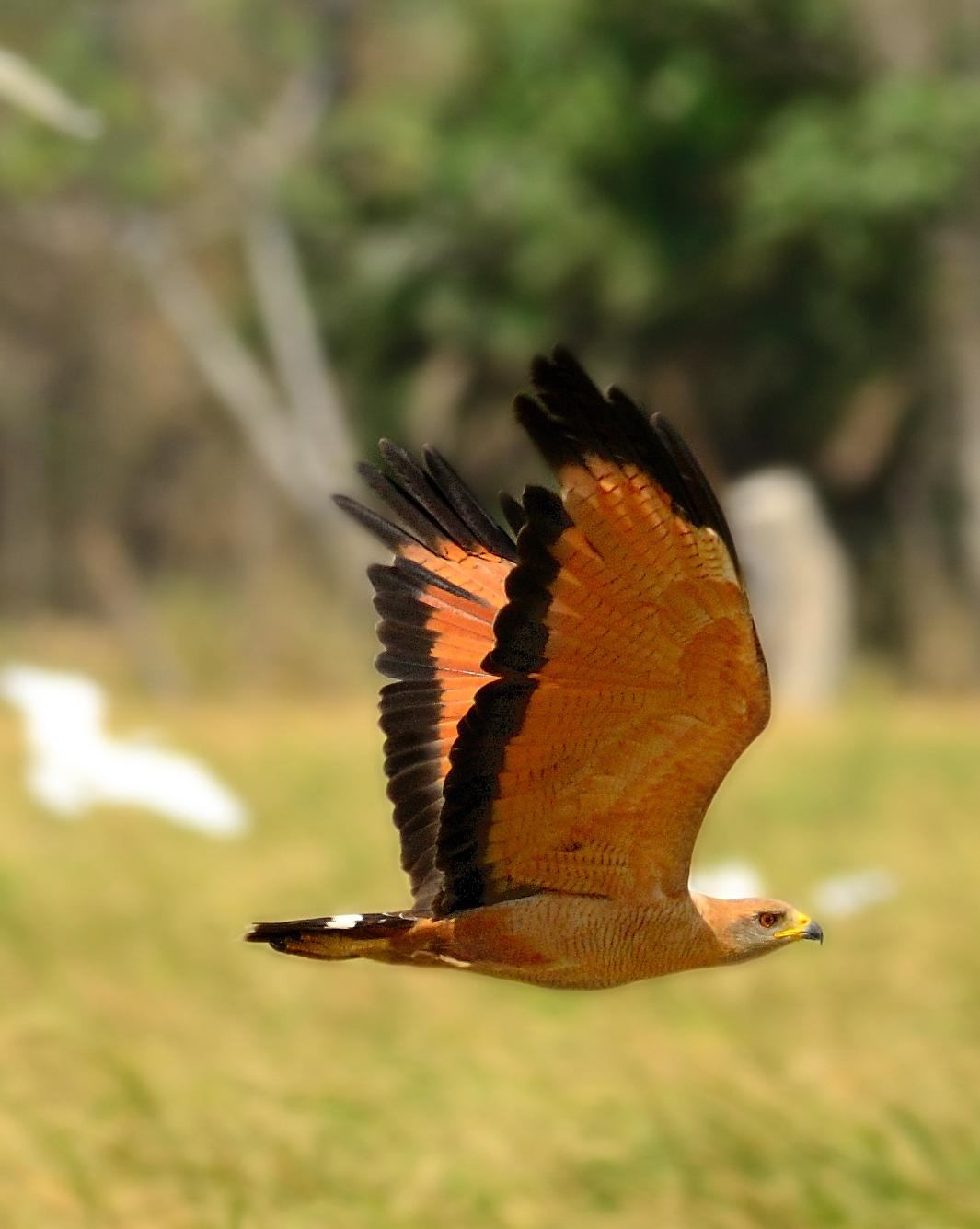 Savanna Hawk Photo by Laurence Pellegrini