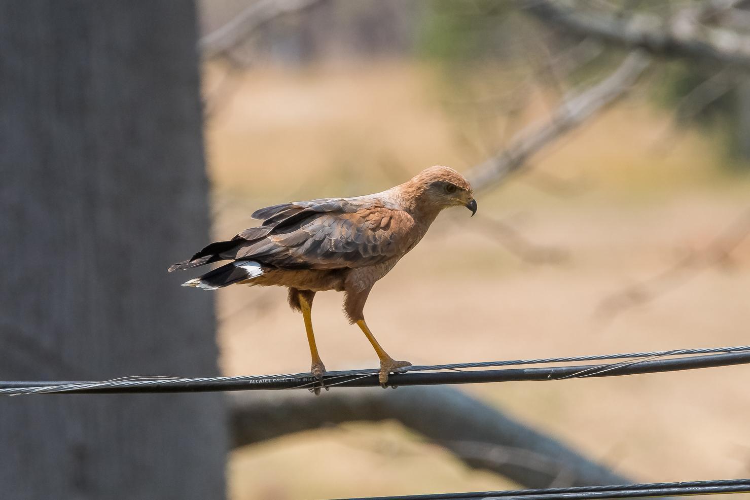 Savanna Hawk Photo by Gerald Hoekstra