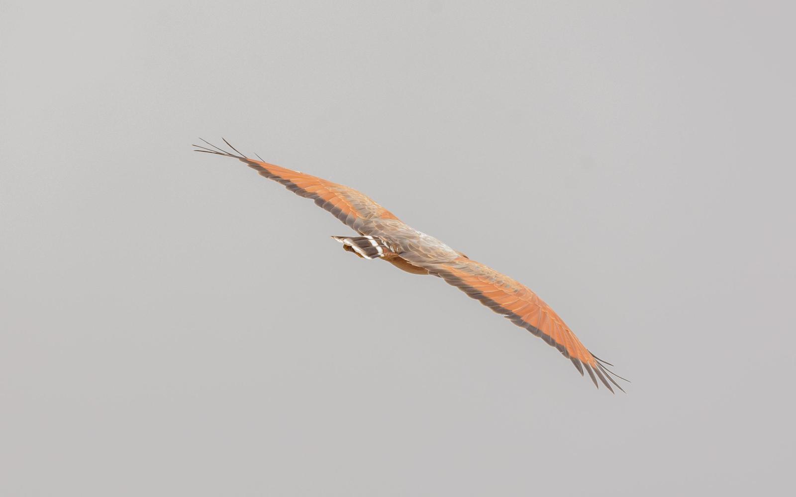 Savanna Hawk Photo by Keshava Mysore