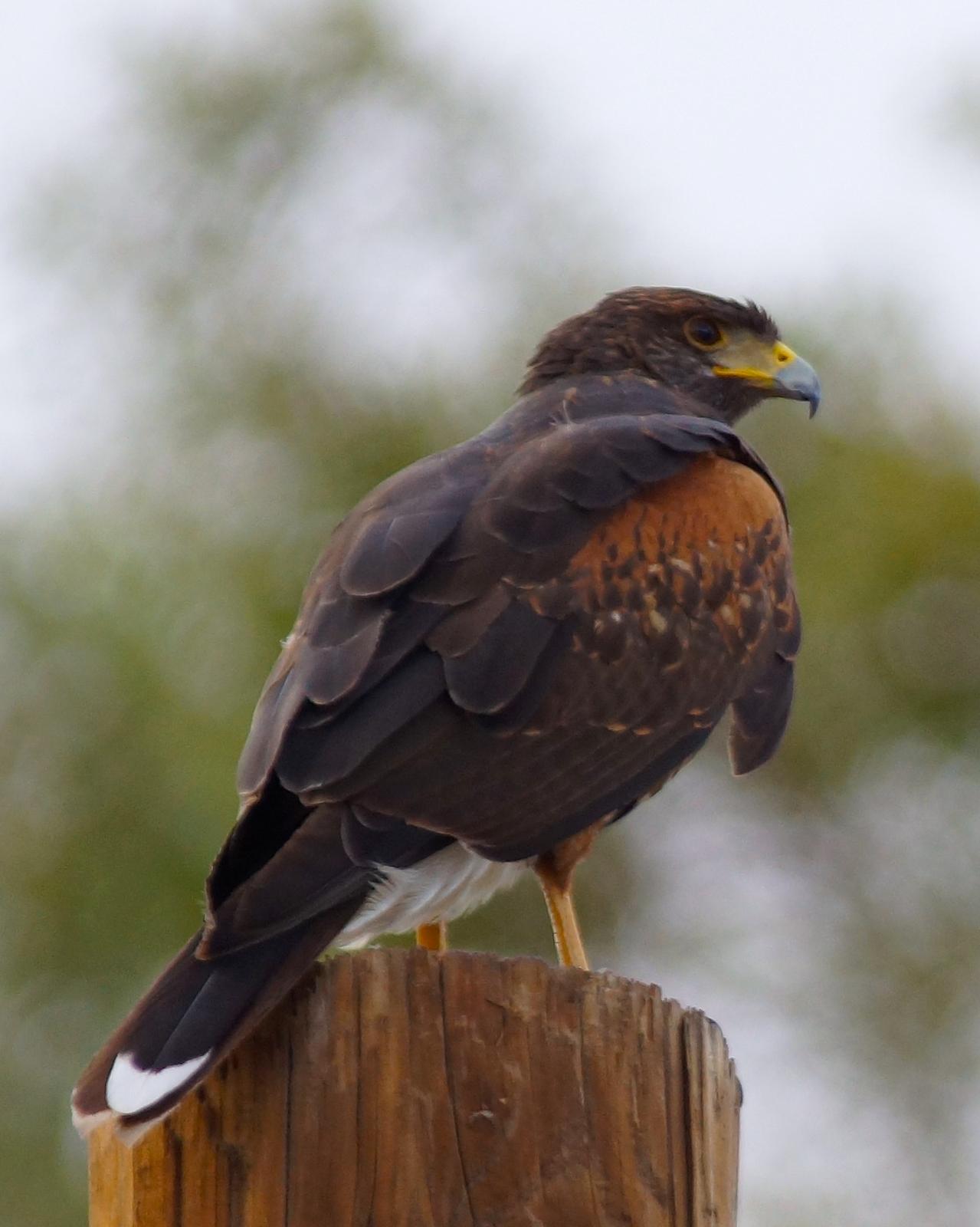 Harris's Hawk Photo by Gerald Hoekstra