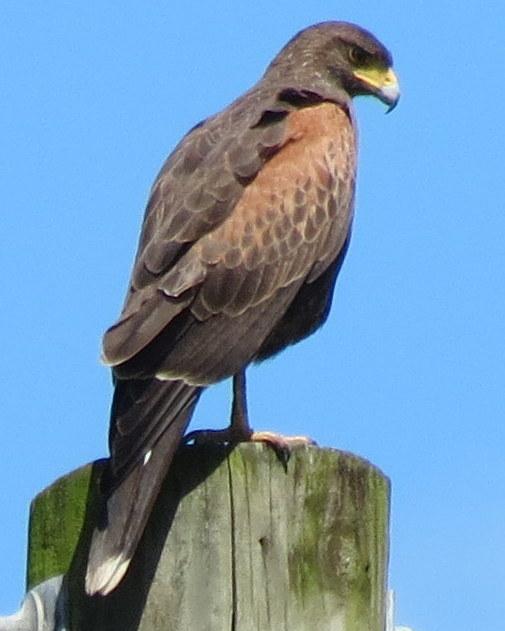 Harris's Hawk Photo by Oliver Komar