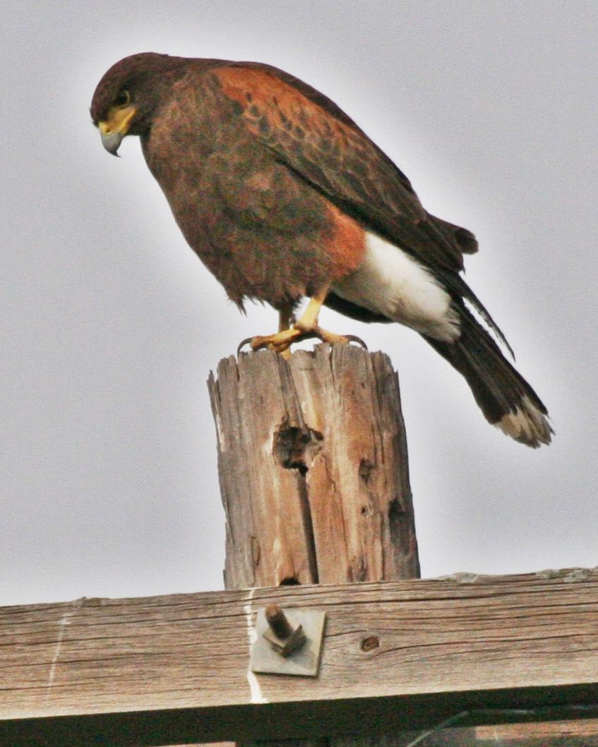 Harris's Hawk Photo by Andrew Theus