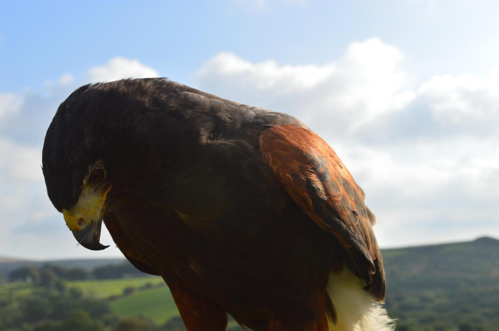 Harris's Hawk Photo by Georgette Parrish