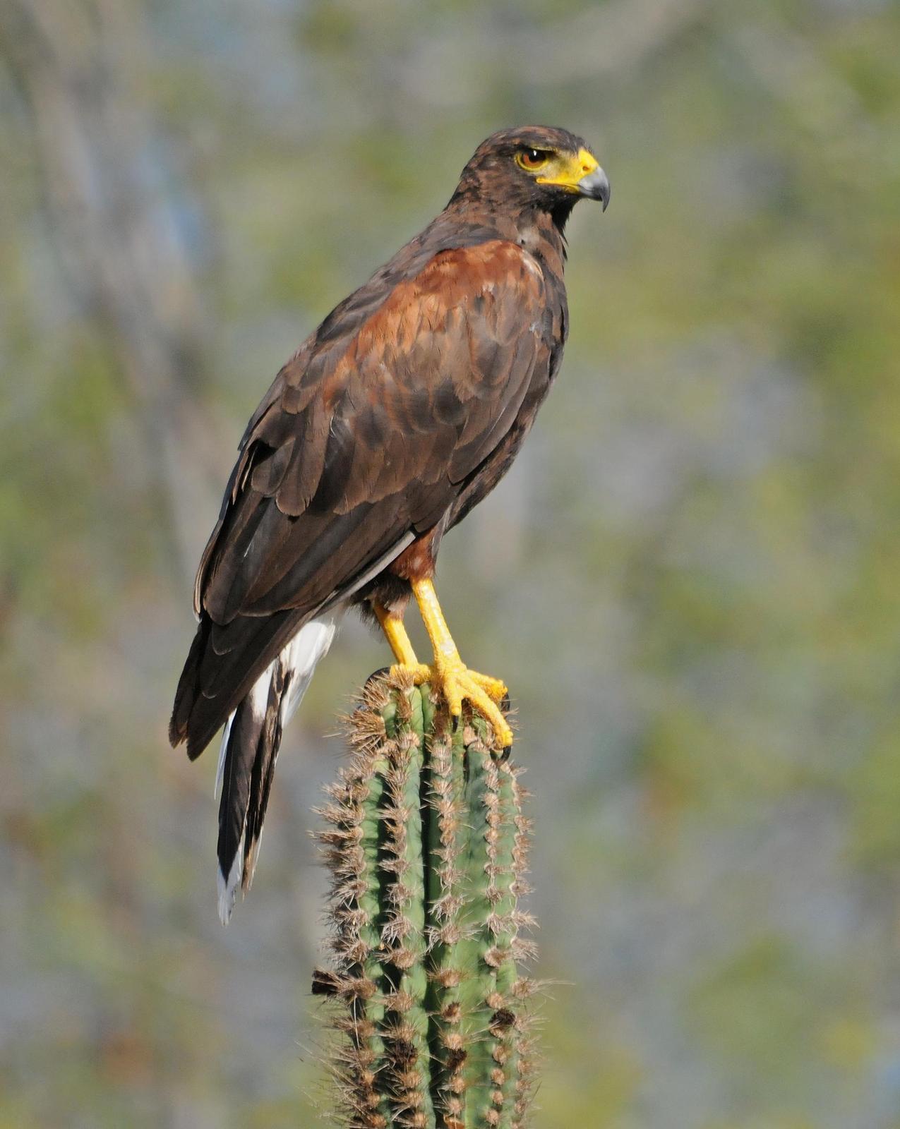 Harris's Hawk Photo by Steven Mlodinow