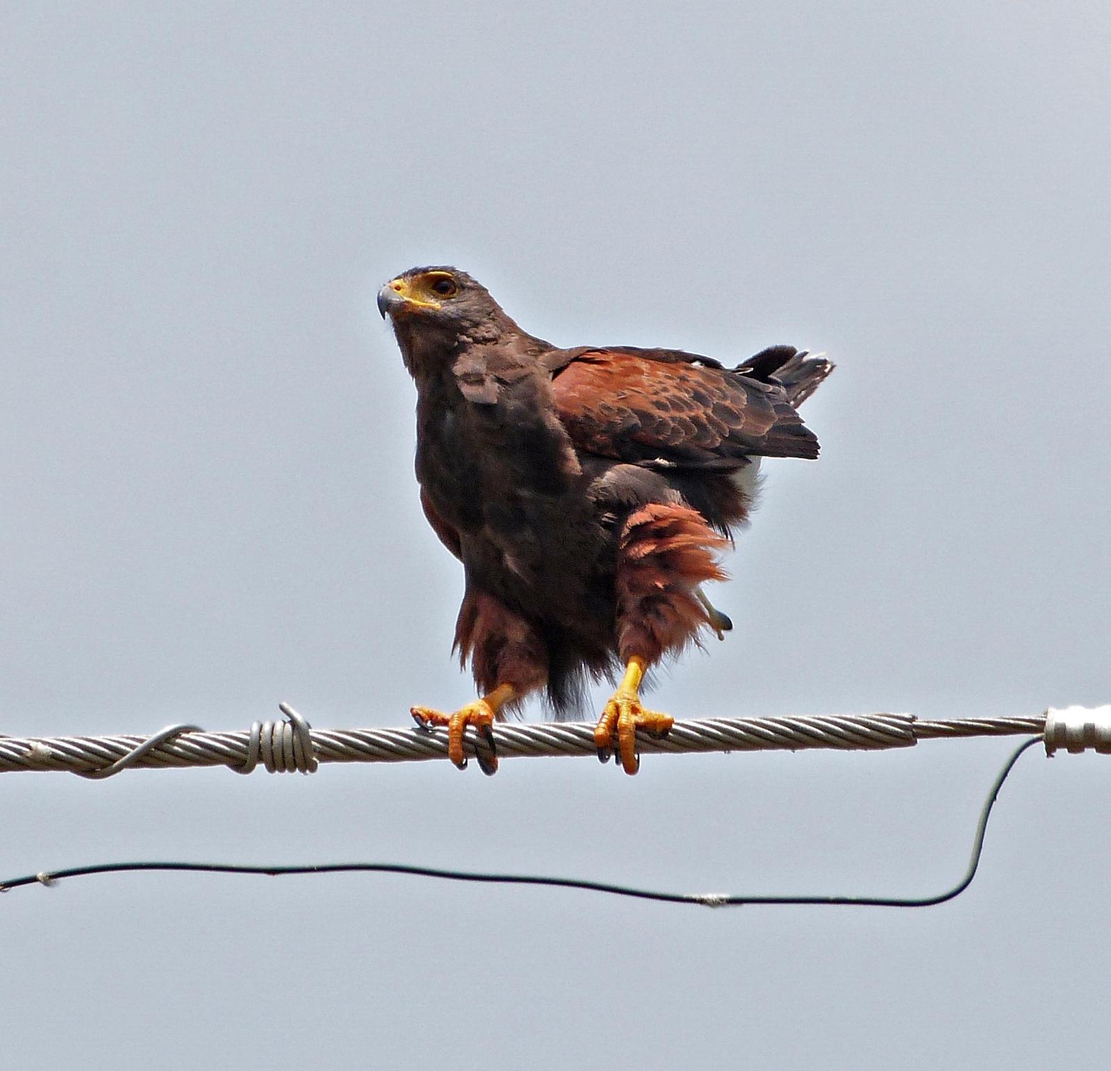 Harris's Hawk Photo by Mark Nikas