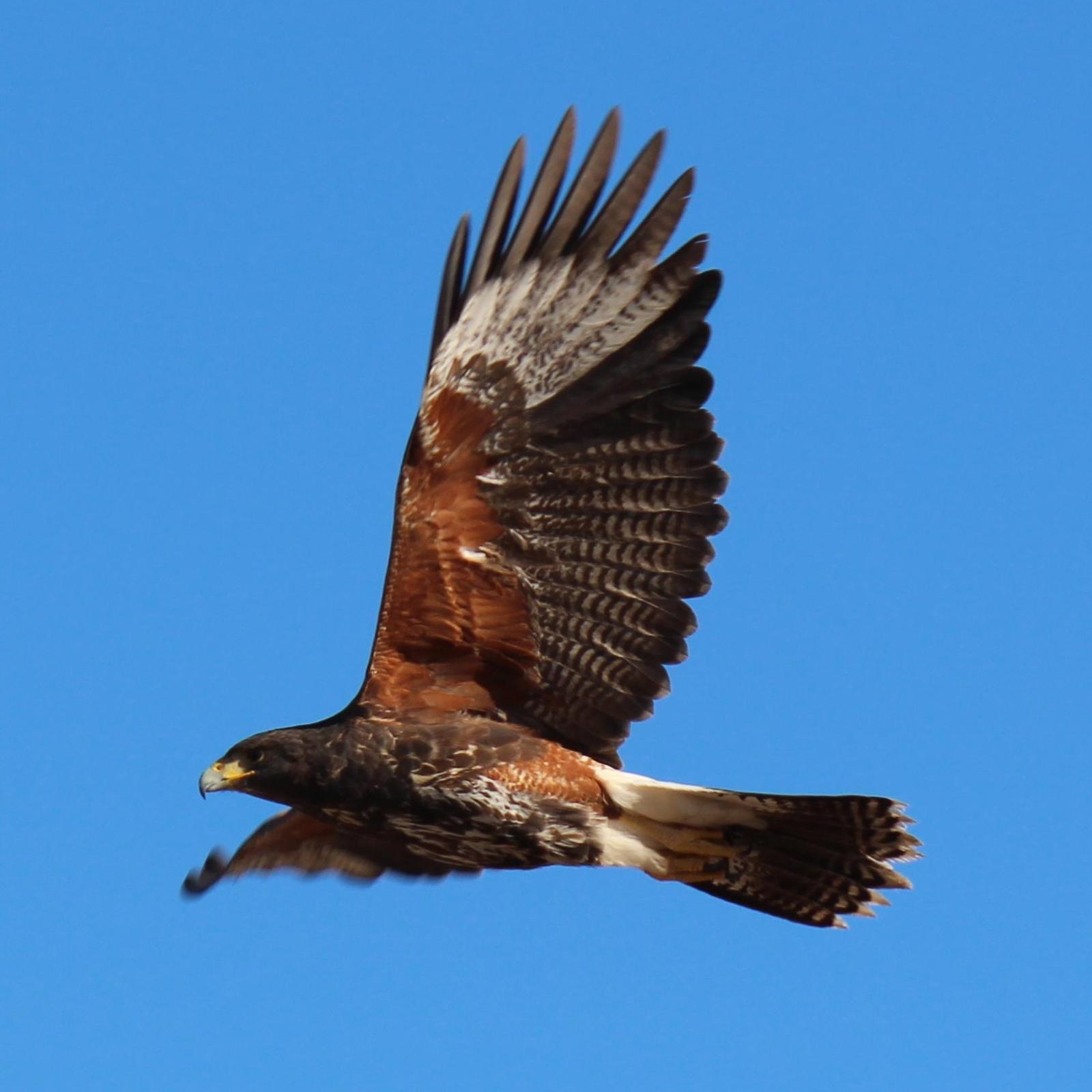 Harris's Hawk Photo by Geoff Reeves
