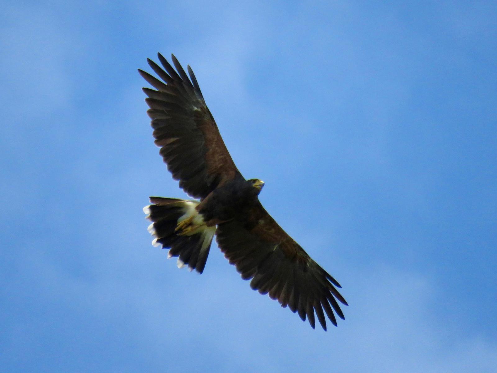 Harris's Hawk Photo by John van Dort