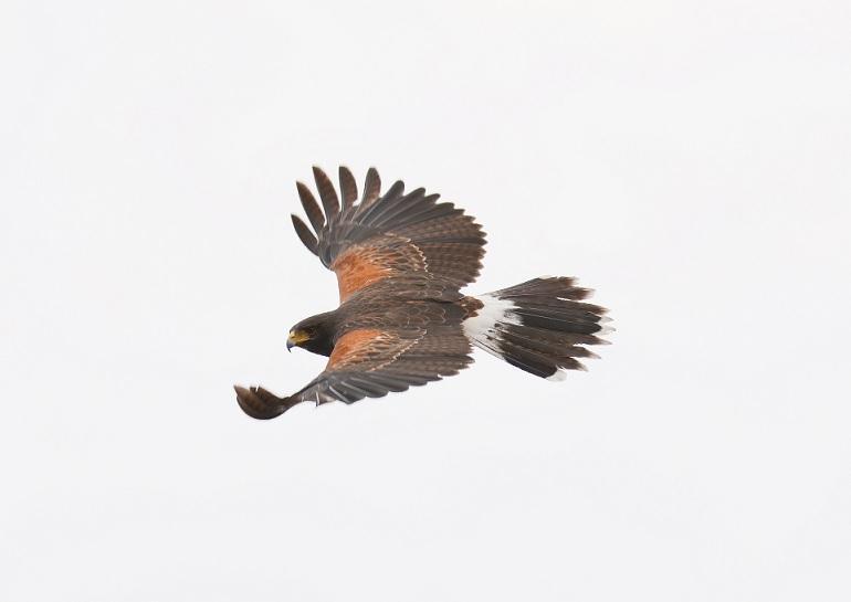 Harris's Hawk Photo by Gustavo Fernandez