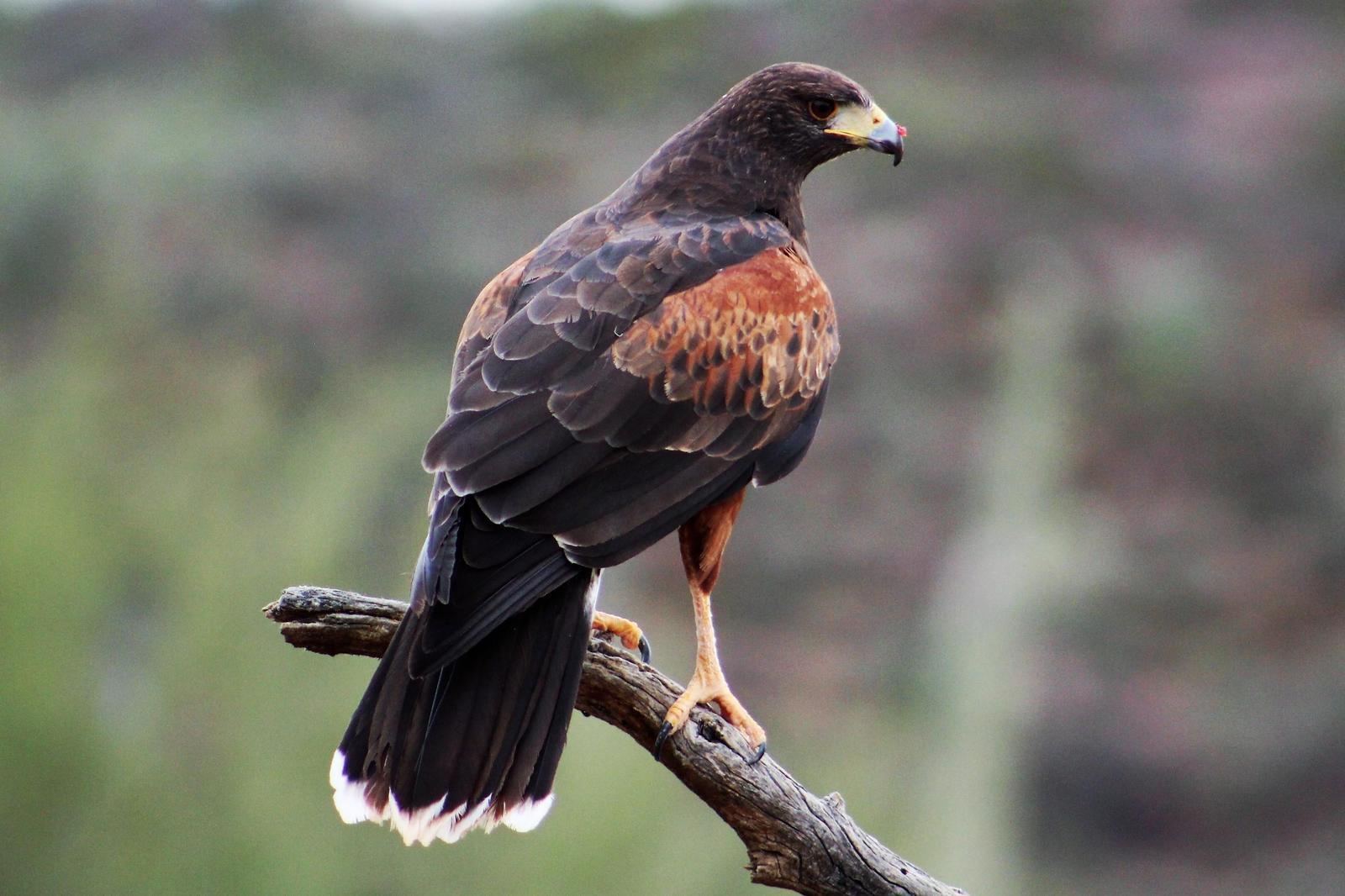 Harris's Hawk Photo by Tony Heindel