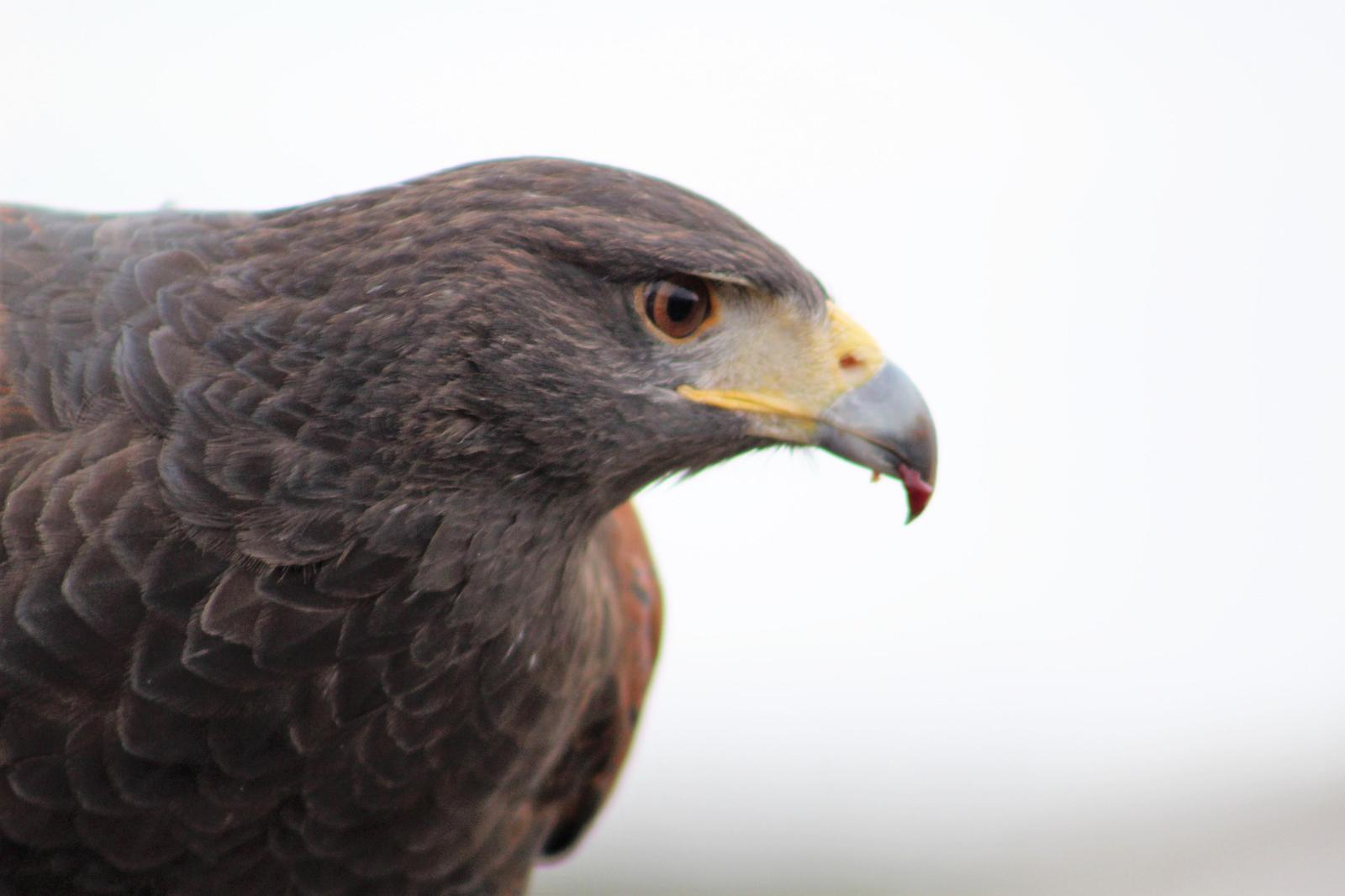 Harris's Hawk Photo by Tony Heindel