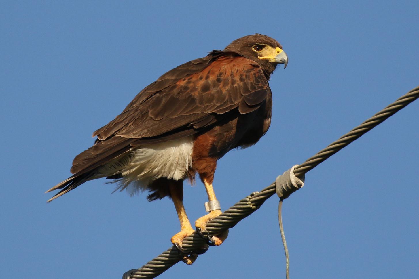 Harris's Hawk Photo by Kristy Baker