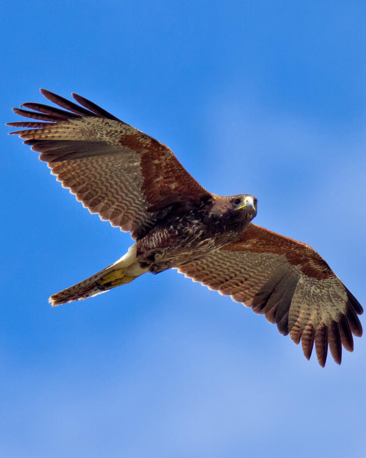 Harris's Hawk Photo by JC Knoll