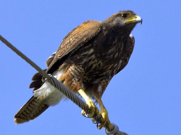 Harris's Hawk Photo by Dan Tallman