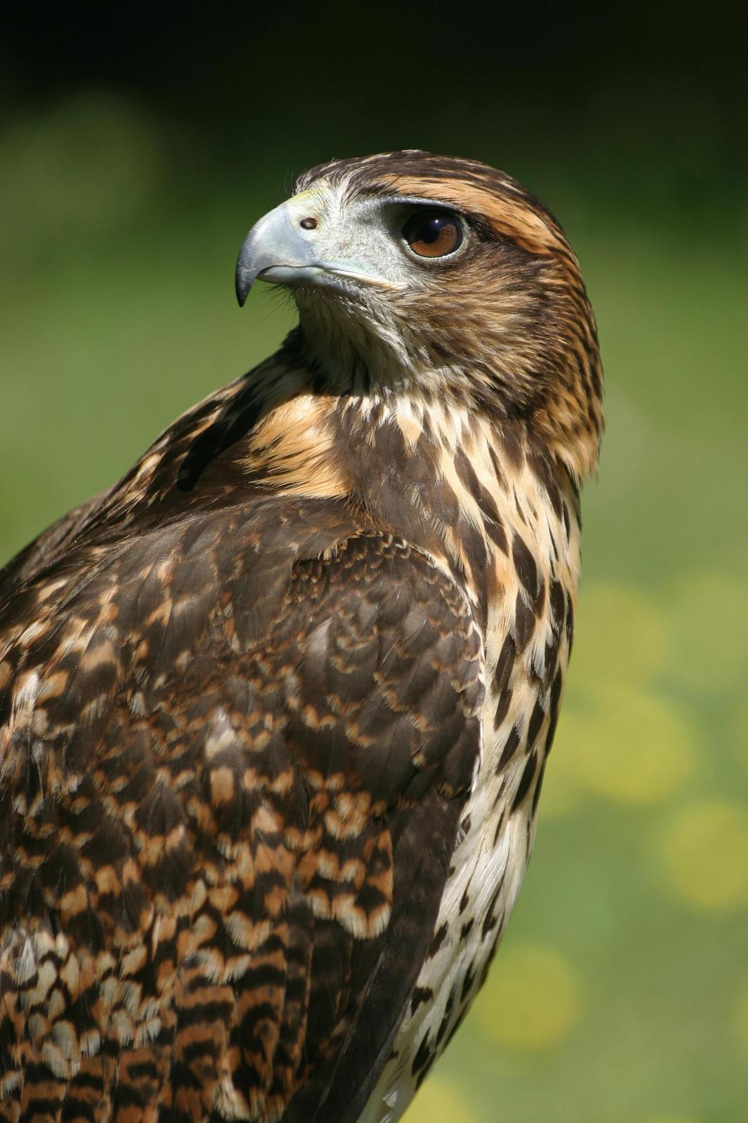Harris's Hawk Photo by Ignacio Azocar