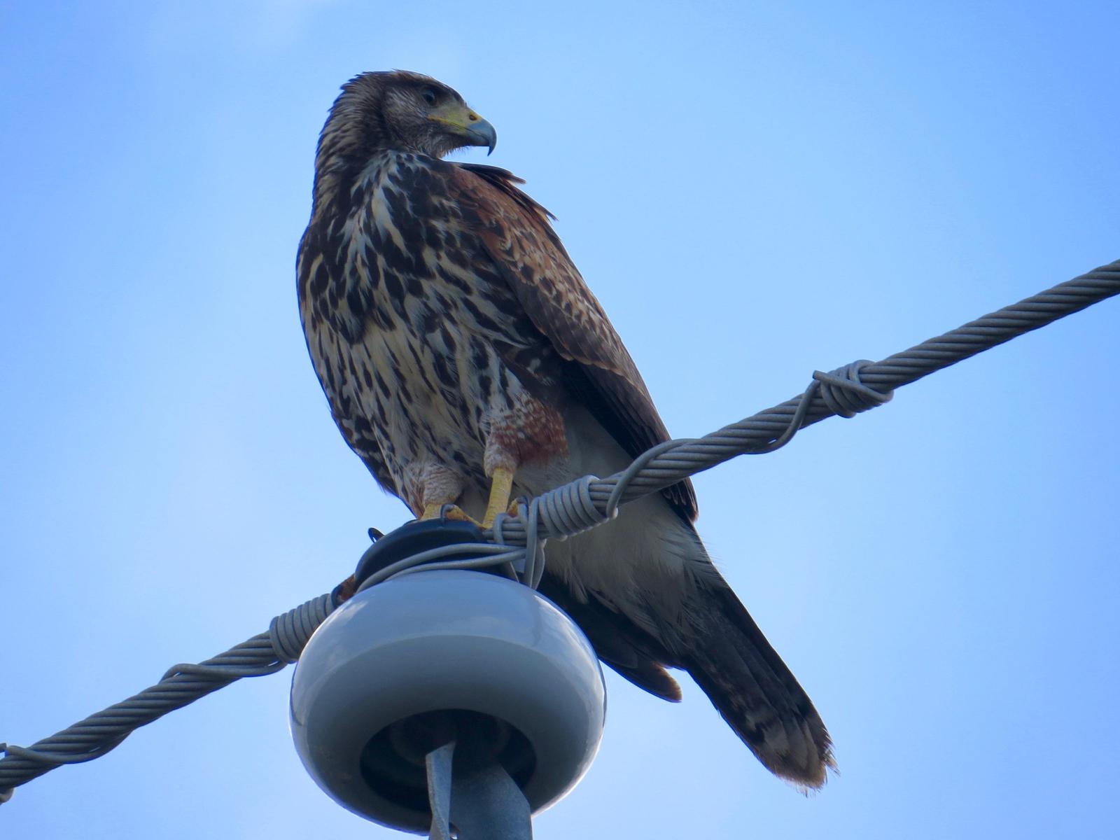 Harris's Hawk Photo by Don Glasco