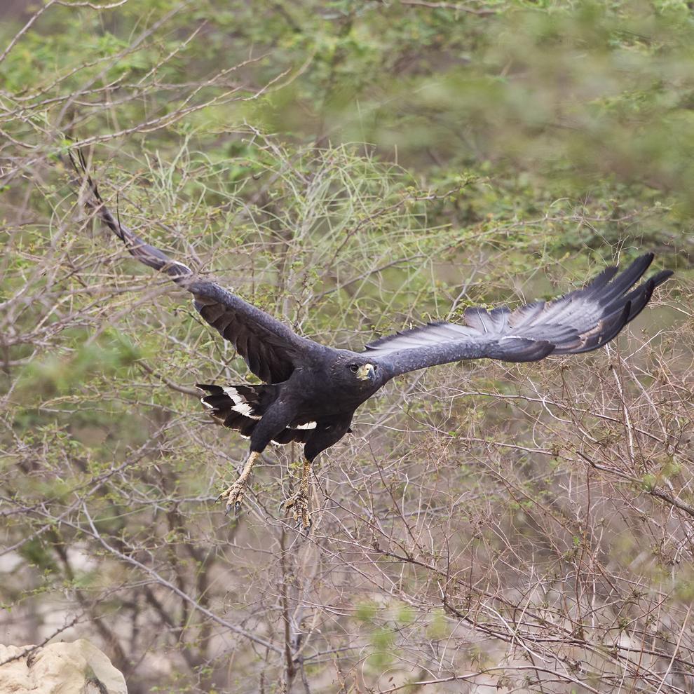 Solitary Eagle Photo by Peter Hawrylyshyn