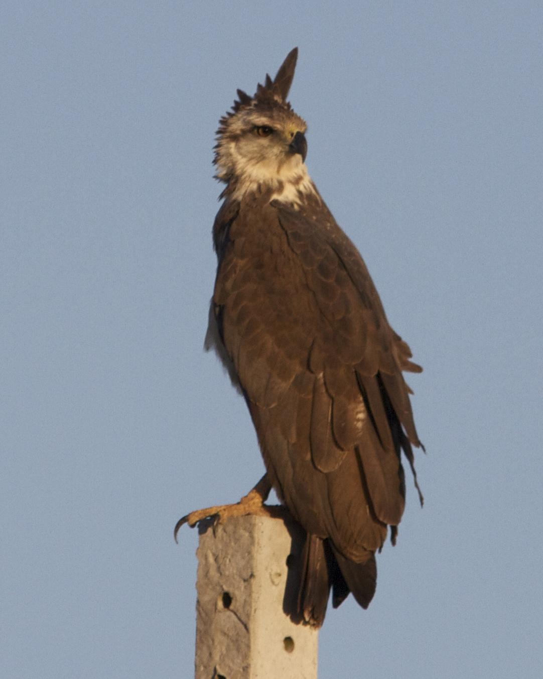 Chaco Eagle Photo by Marcelo Padua