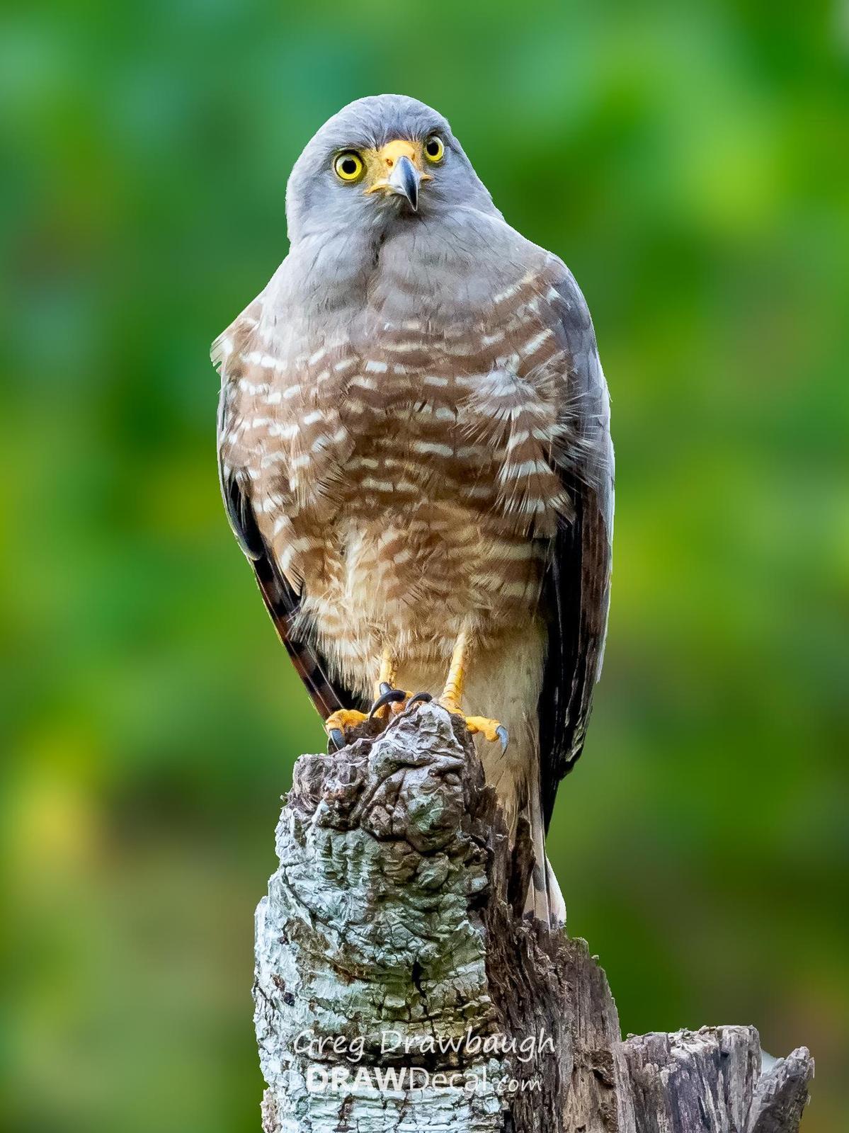 Roadside Hawk Photo by Greg Drawbaugh
