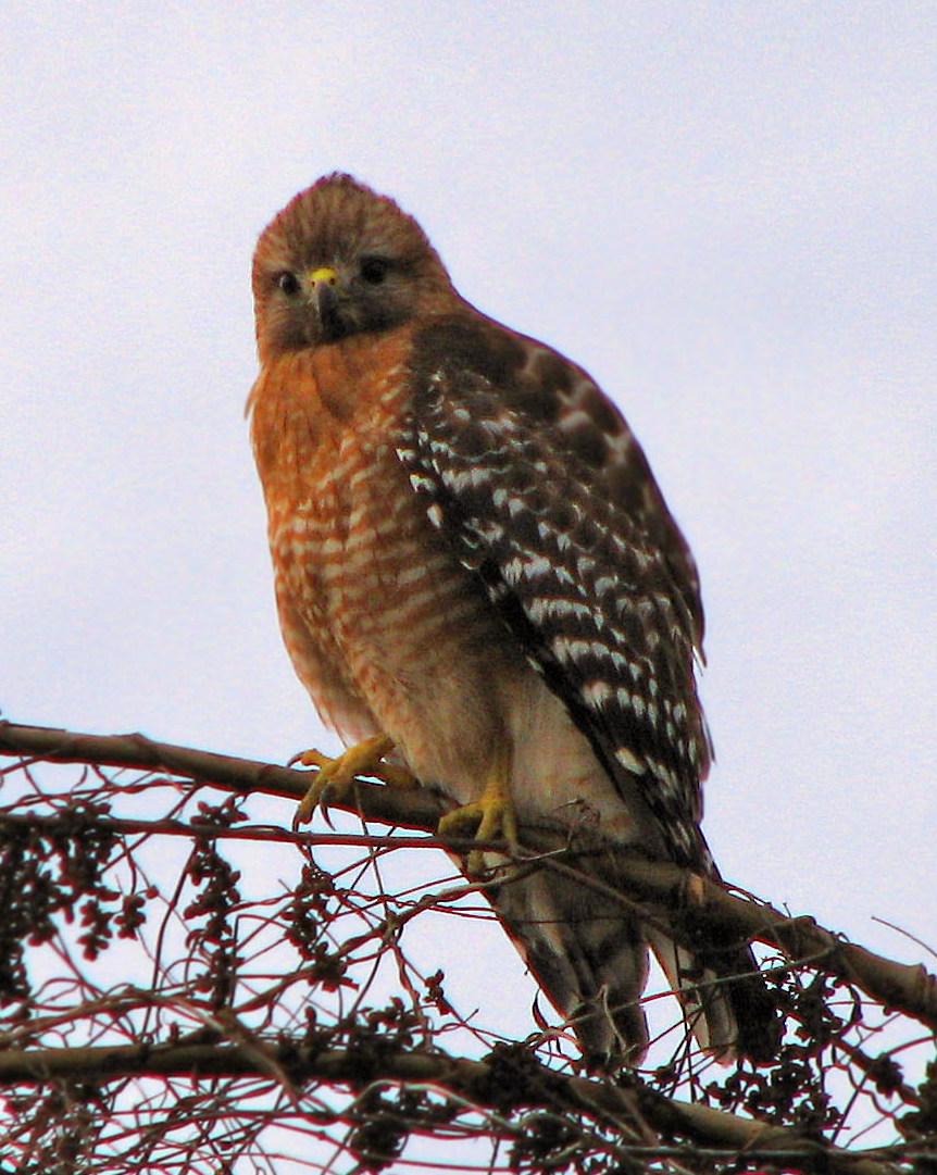 Red-shouldered Hawk Photo by Anne Terry