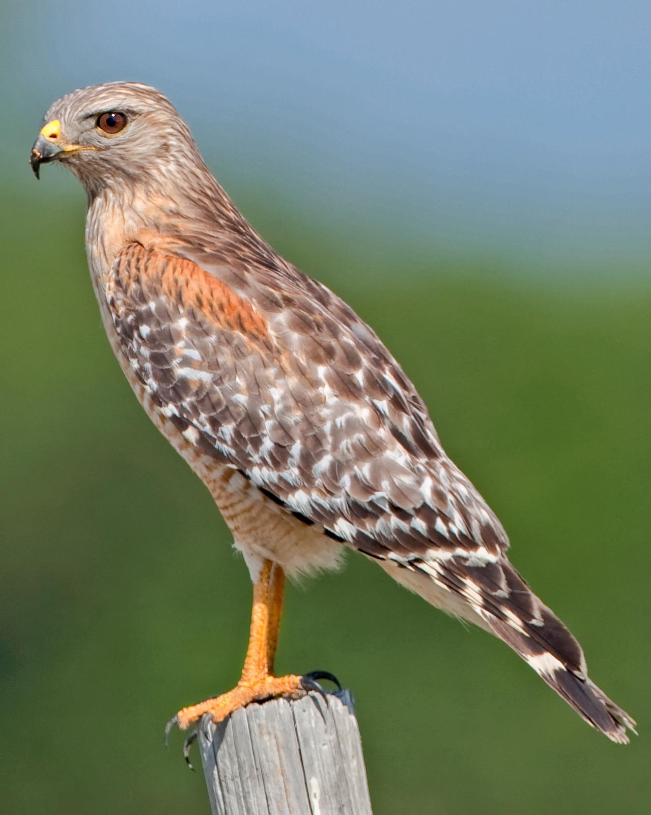 Red-shouldered Hawk Photo by JC Knoll