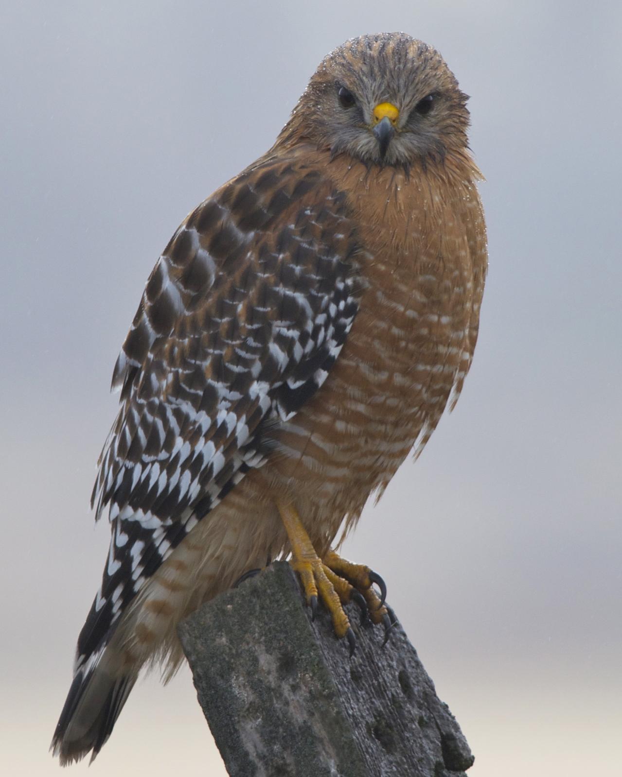 Red-shouldered Hawk Photo by Jonathan Bent