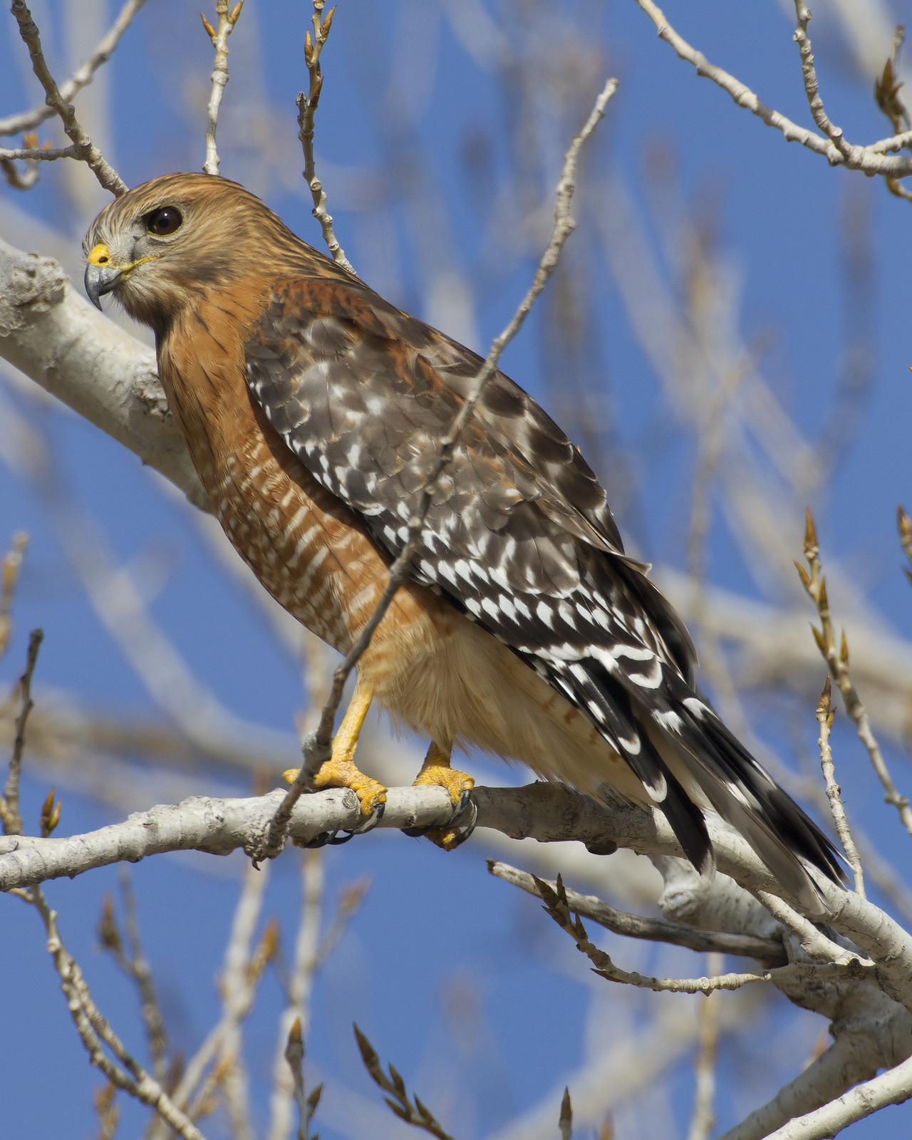Red-shouldered Hawk Photo by Bill Adams