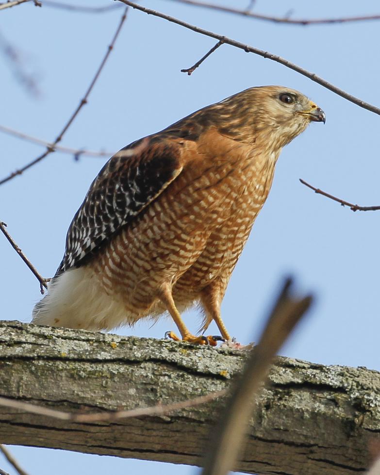 Red-shouldered Hawk Photo by Jeff Moore