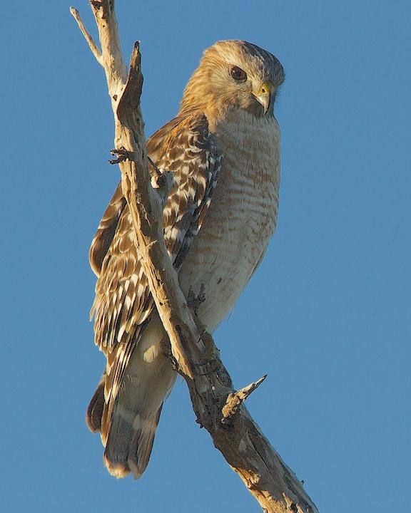 Red-shouldered Hawk Photo by Denis Rivard