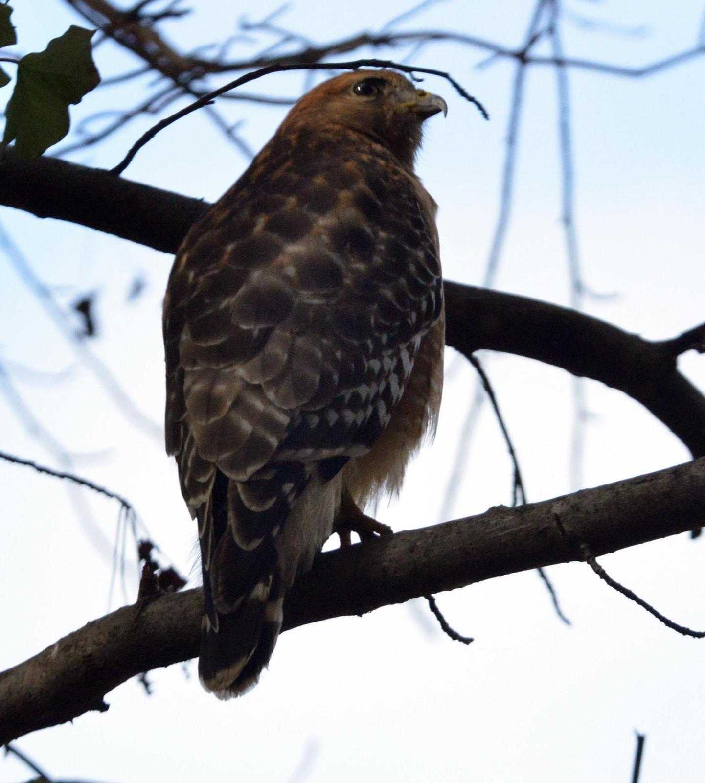 Red-shouldered Hawk Photo by Ray Ellis