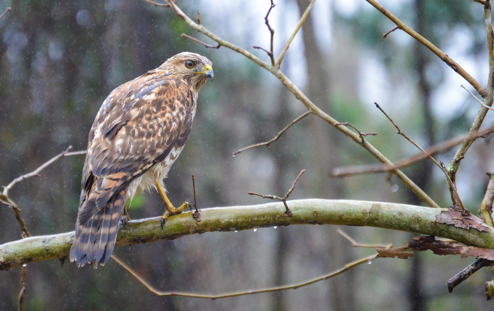 Red-shouldered Hawk Photo by Mike Ballentine