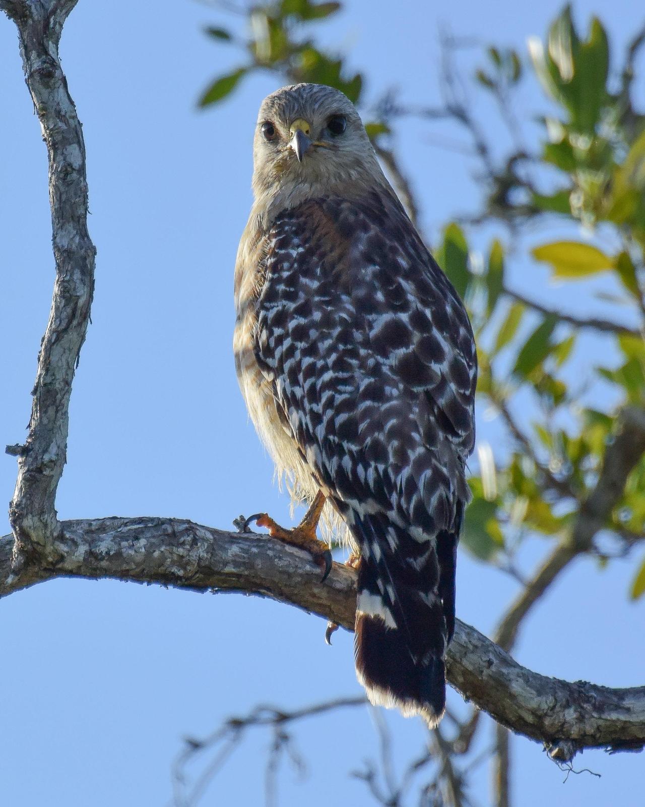 Red-shouldered Hawk Photo by Emily Percival