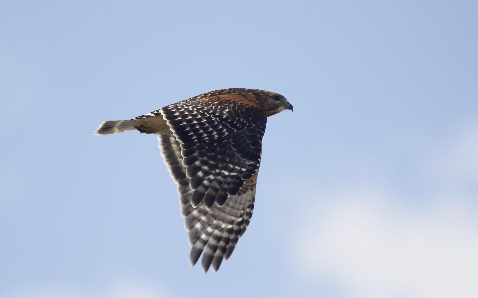 Red-shouldered Hawk Photo by Tim Schreckengost