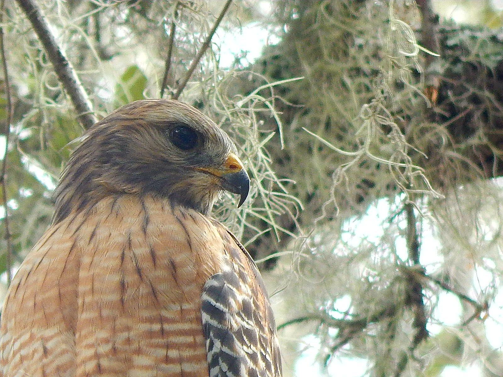 Red-shouldered Hawk Photo by Neyda Sanchez