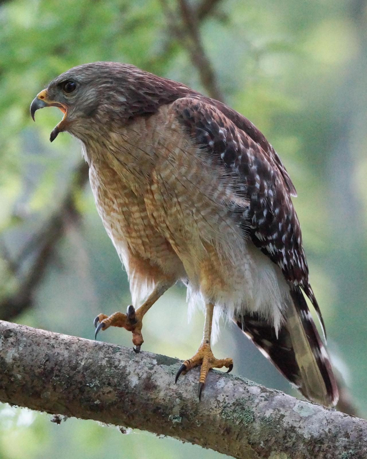 Red-shouldered Hawk Photo by Steve Percival