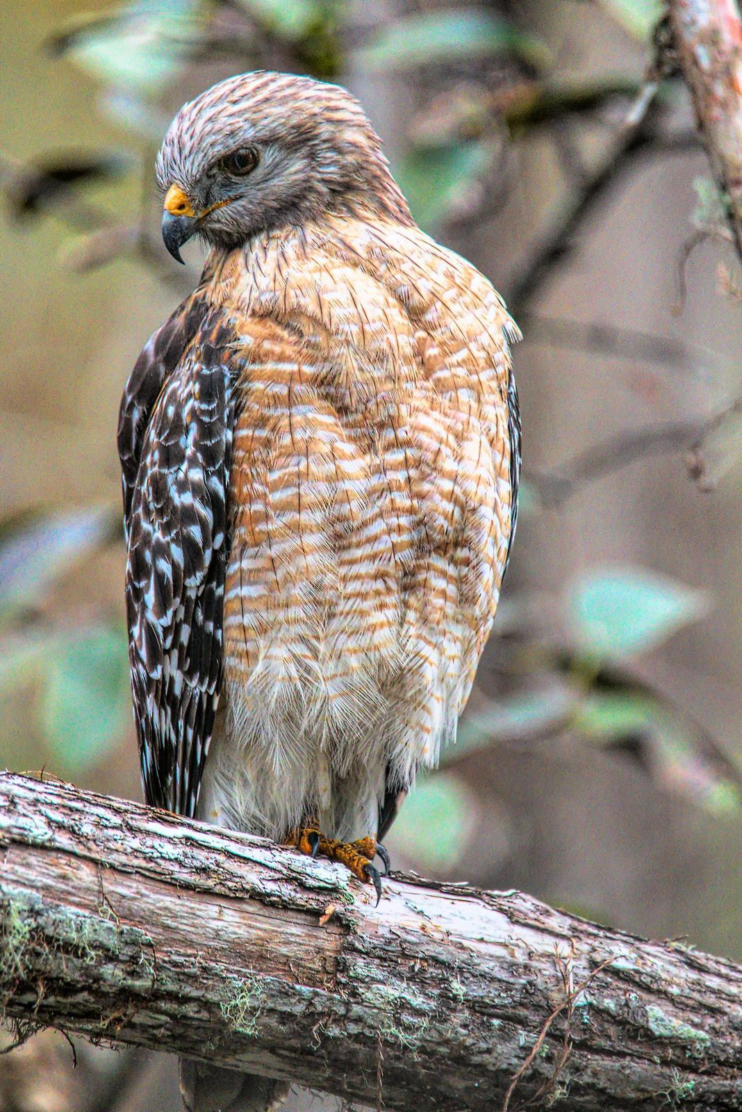 Red-shouldered Hawk Photo by Dan Tallman