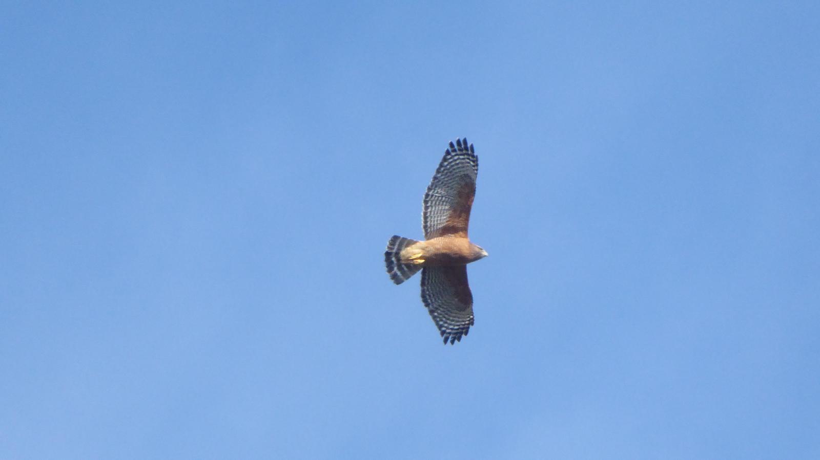 Red-shouldered Hawk Photo by Daliel Leite