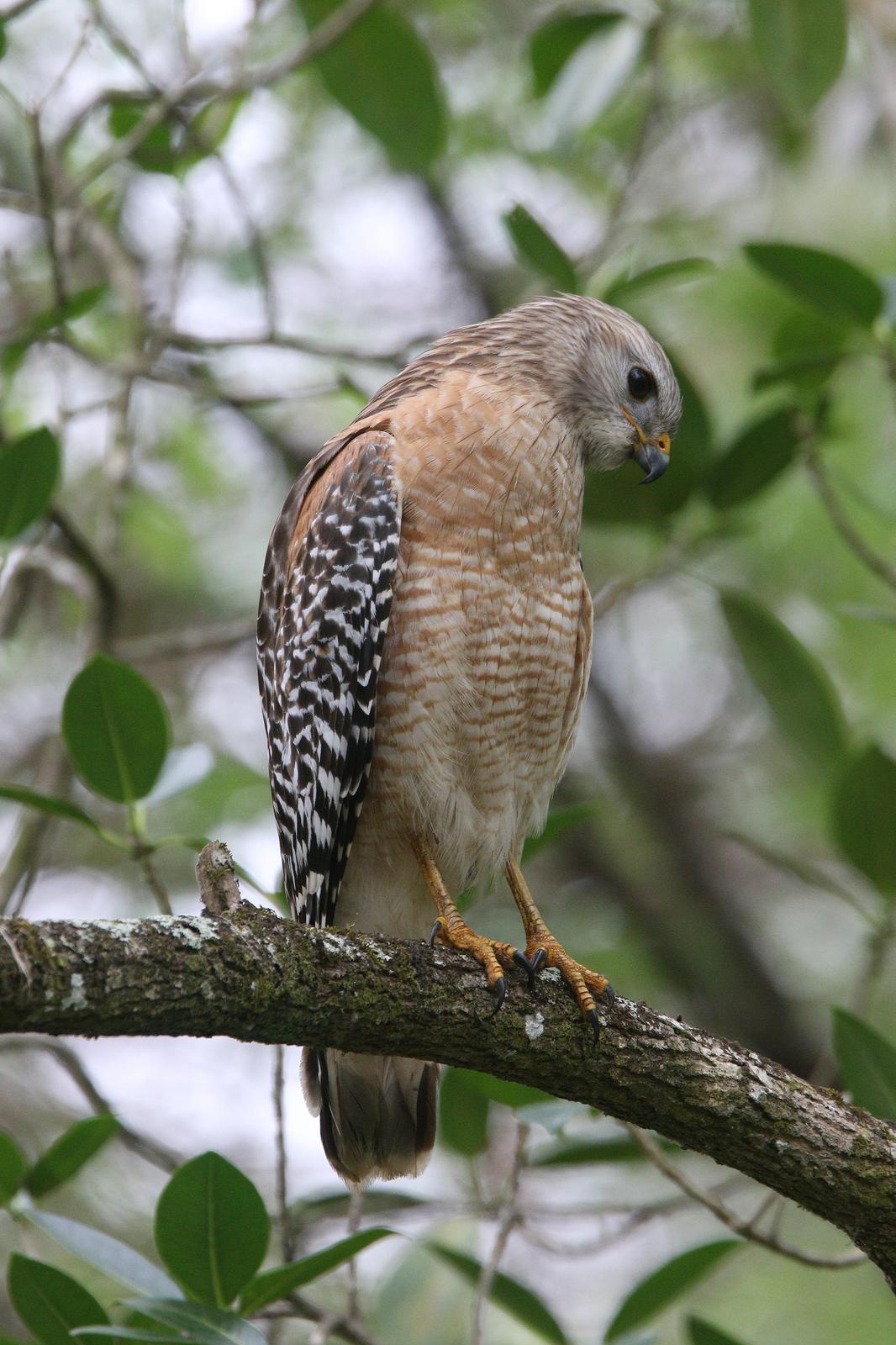 Red-shouldered Hawk Photo by Michael Blust