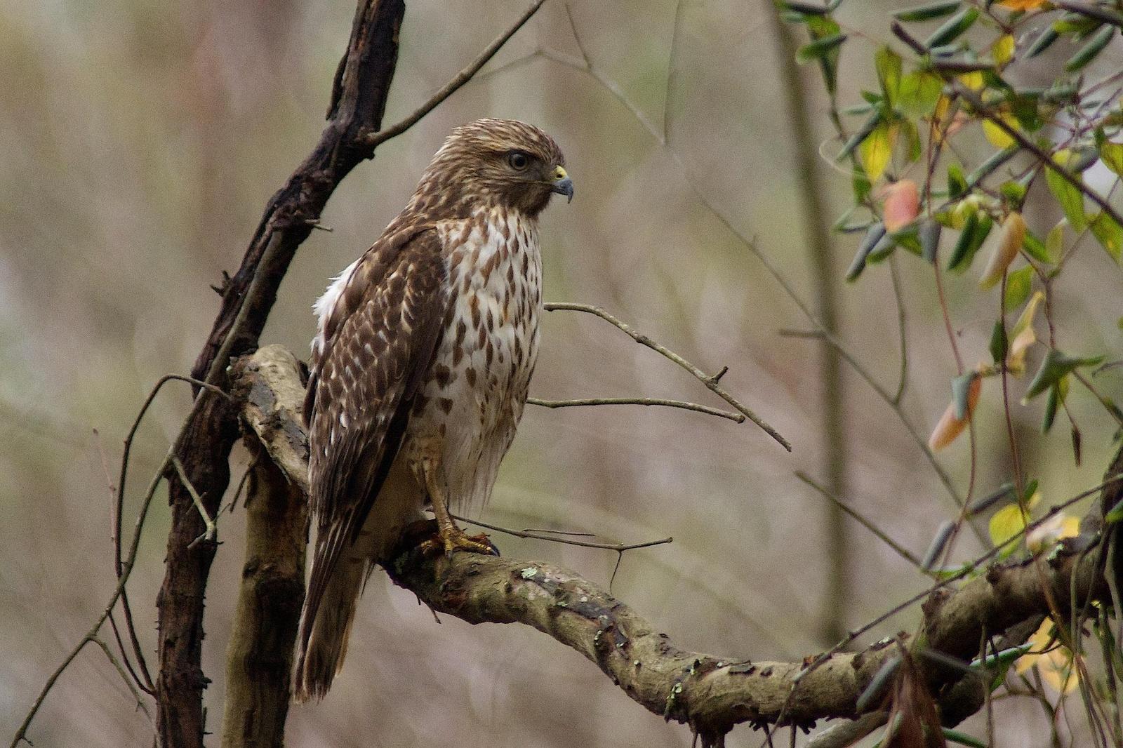 Red-shouldered Hawk Photo by Gerald Hoekstra