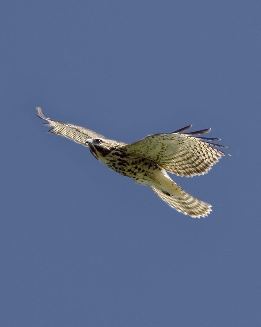 Red-shouldered Hawk Photo by Josh Haas
