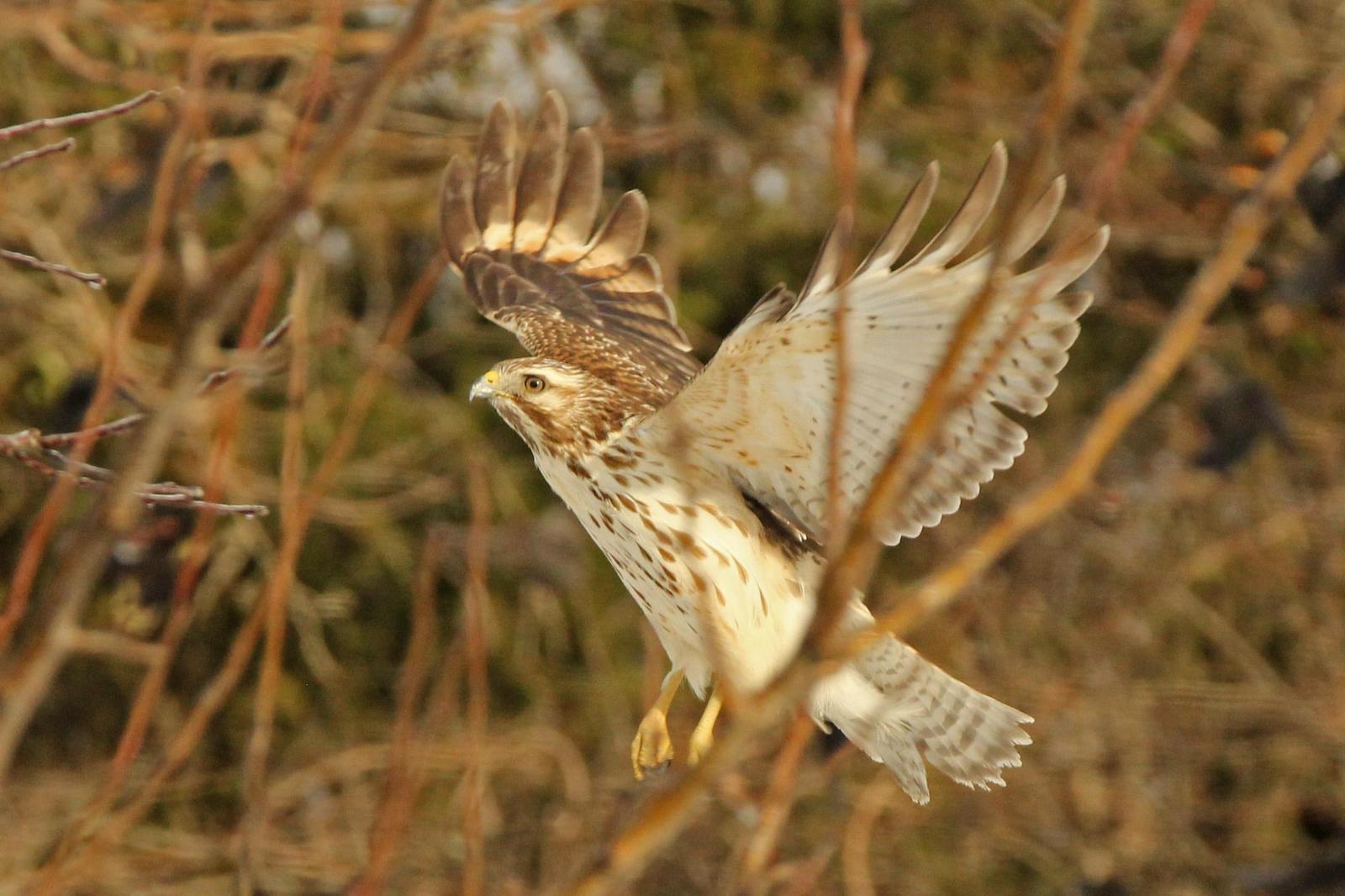 Red-shouldered Hawk Photo by Kristy Baker