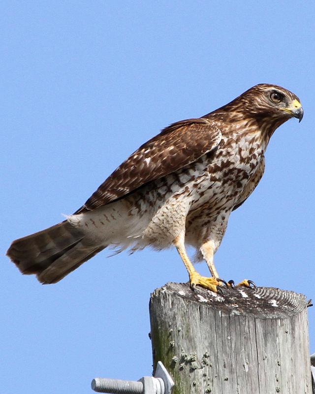 Red-shouldered Hawk Photo by Ashley Bradford