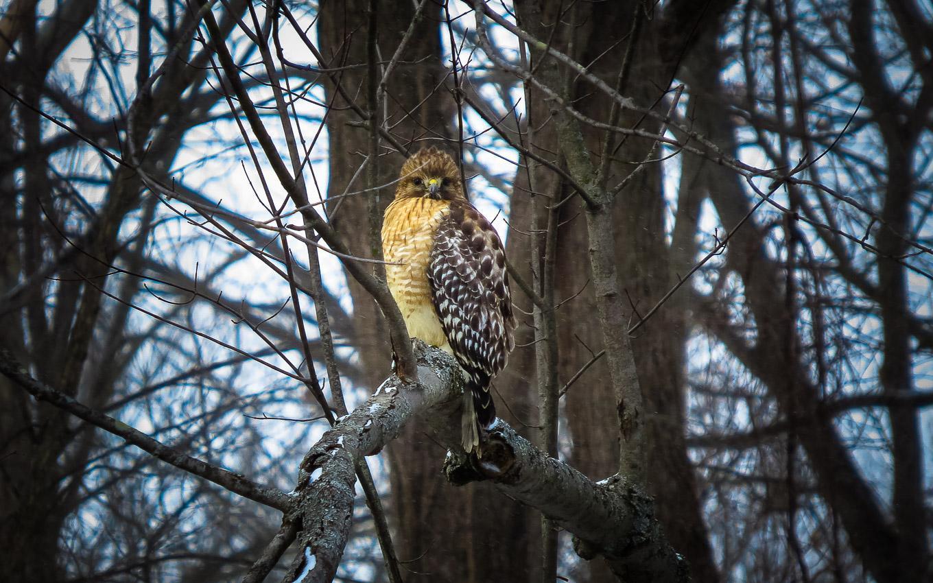 Red-shouldered Hawk Photo by Angelo  Iacona 