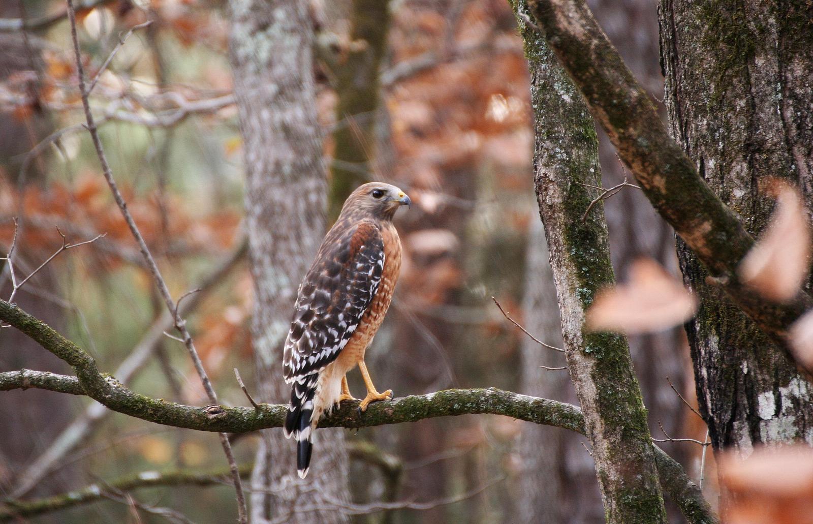 Red-shouldered Hawk (Eastern) Photo by Andrew Theus
